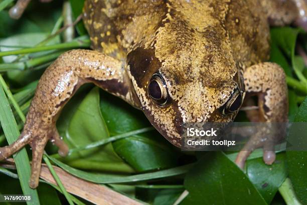 Common Frog Stock Photo - Download Image Now - Frog, Pond, Yard - Grounds