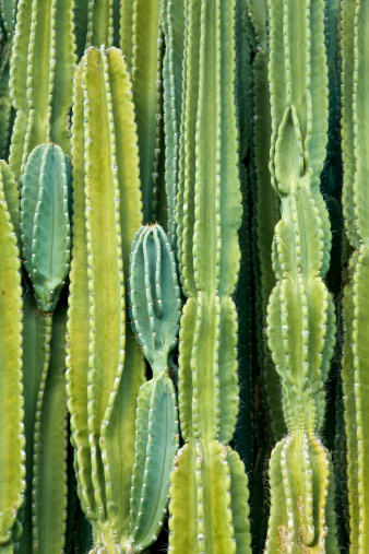 Pared de Cactus photo