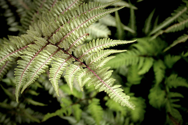 istock Painted Japanese Fern 147690244