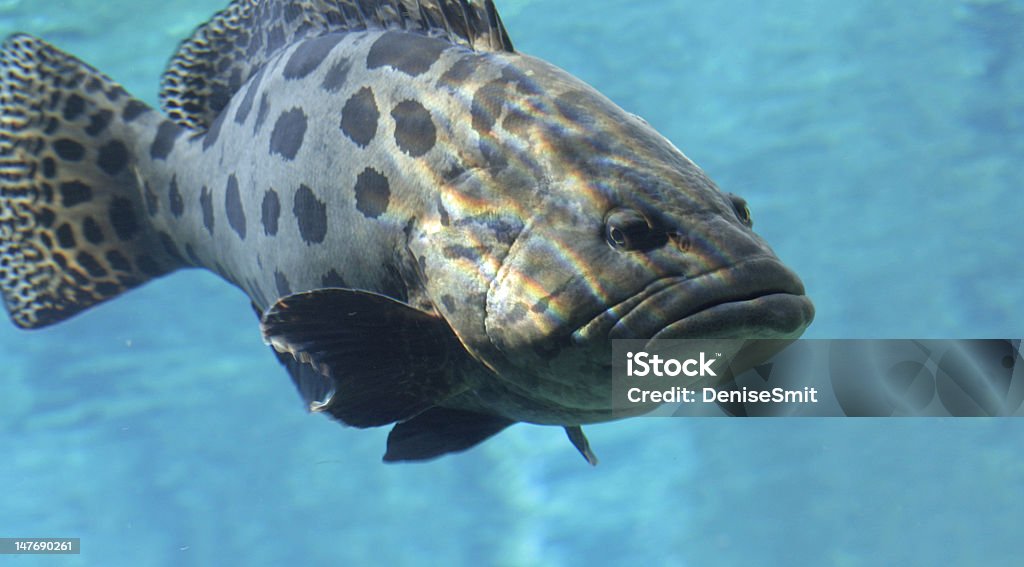 Otro gran pescado - Foto de stock de Con lunares libre de derechos