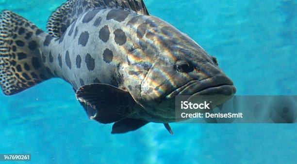 Kolejny Big Fish - zdjęcia stockowe i więcej obrazów Kropkowany - Kropkowany, Ryba, Strzępiel