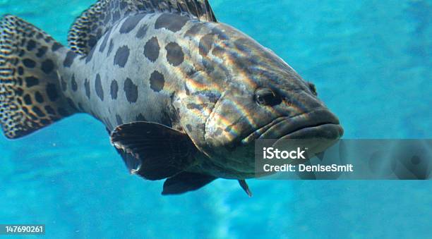 Outro Grande Fish - Fotografias de stock e mais imagens de Sarapintado - Sarapintado, Peixe, Robalo-do-mar