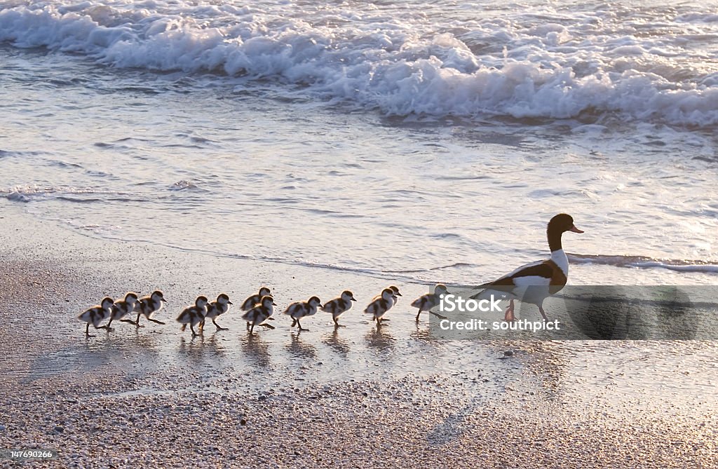 Ducks - Foto de stock de Aire libre libre de derechos