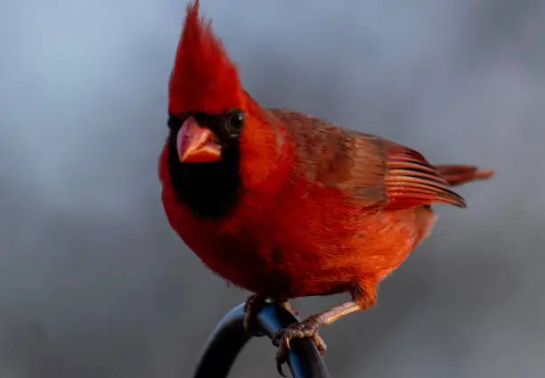 Photo of Male Northern Cardinal perches in the evening light