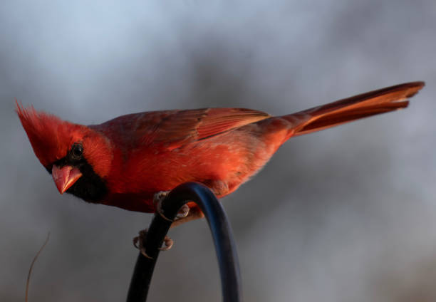 istock Male Northern Cardinal perches in the evening light 1476903127