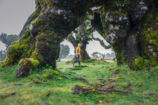 Shot of tourist wandering around the Fanal forest in Madeira,Portugal.
