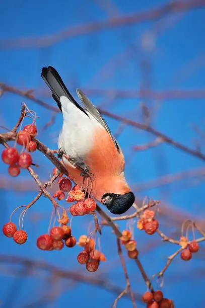 The bullfinch on a branch is fed with a berry. Cold winter.