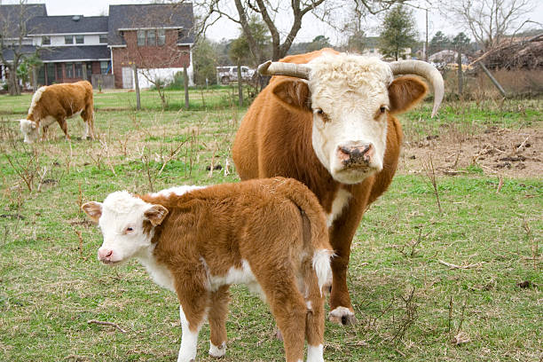madre e figlia - domestic cattle calf mother field foto e immagini stock