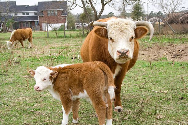 母と娘 - domestic cattle calf mother field ストックフォトと画像