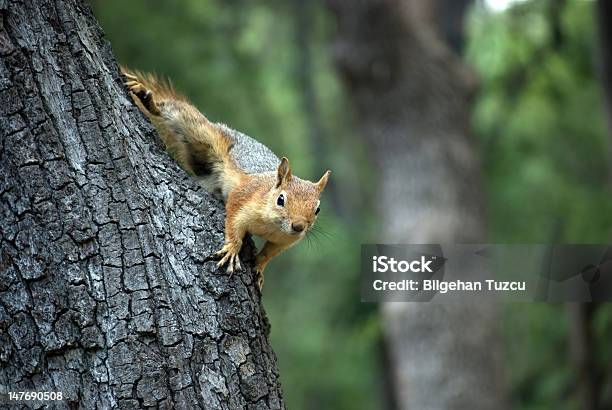 Hörnchen Stockfoto und mehr Bilder von Ast - Pflanzenbestandteil - Ast - Pflanzenbestandteil, Baum, Baumrinde