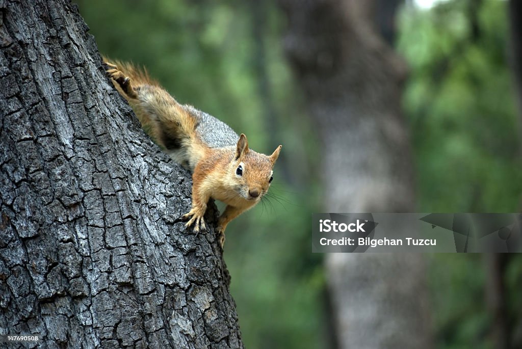 Scoiattolo - Foto stock royalty-free di Albero