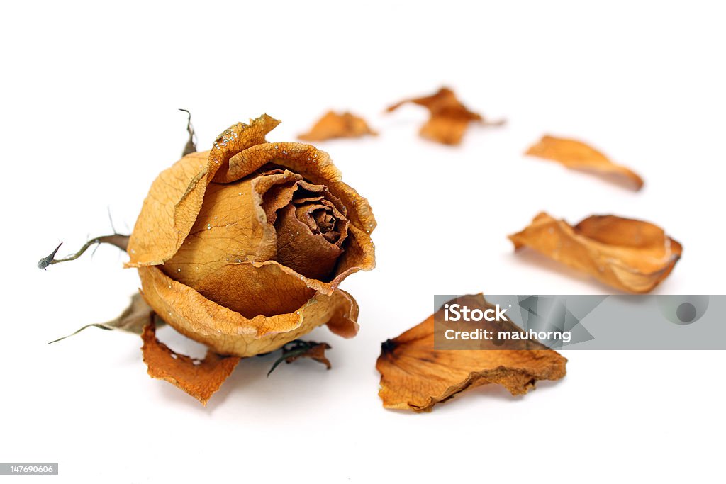 Withered Rose - Foto de stock de Marrón libre de derechos