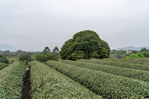 A tea garden on a cloudy day