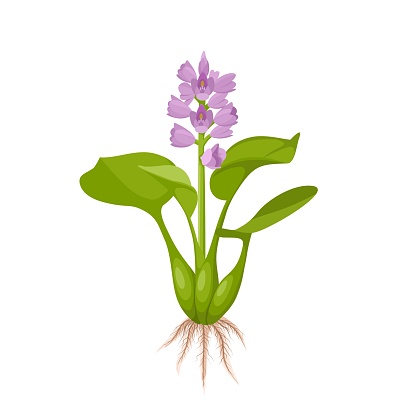 Vector illustration, water hyacinth or Eichhornia crassipes, isolated on white background.