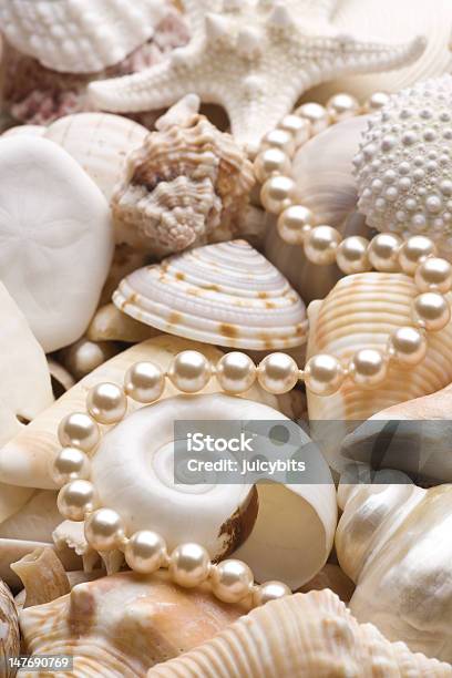Seashell Hintergrund Mit Perlen Stockfoto und mehr Bilder von Meeresmuschel - Meeresmuschel, Beige, Braun