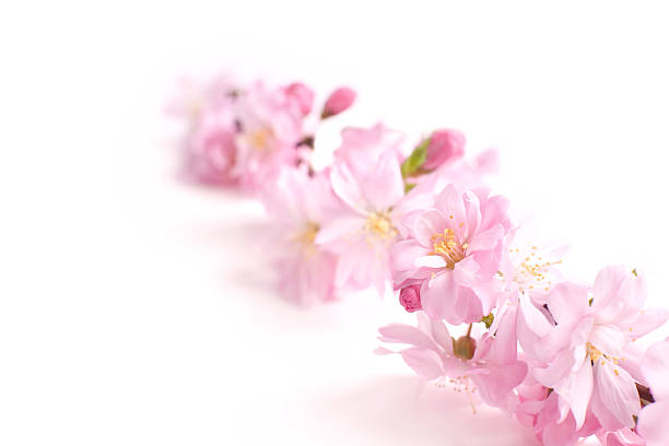istock pink flowers, branch 147690854