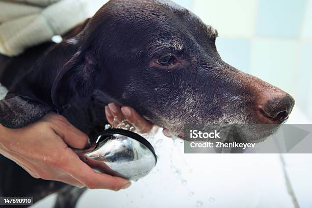 Lavado De Perro Foto de stock y más banco de imágenes de Agua - Agua, Amistad, Animal