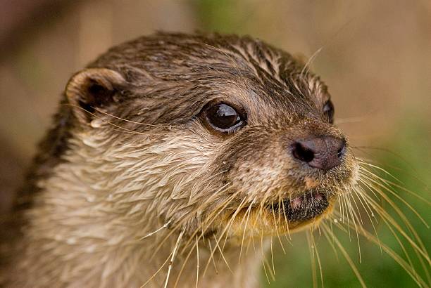 istock Otter that is wet from having a swim 147691012