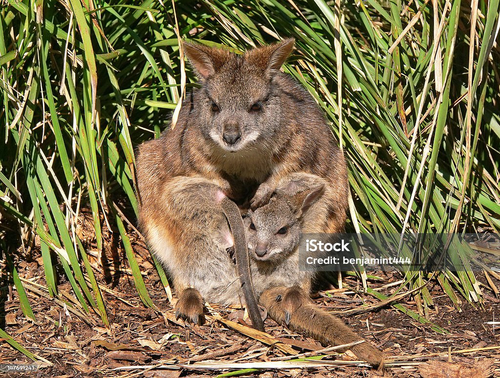 Wallaby de Parma - Photo de Animaux à l'état sauvage libre de droits