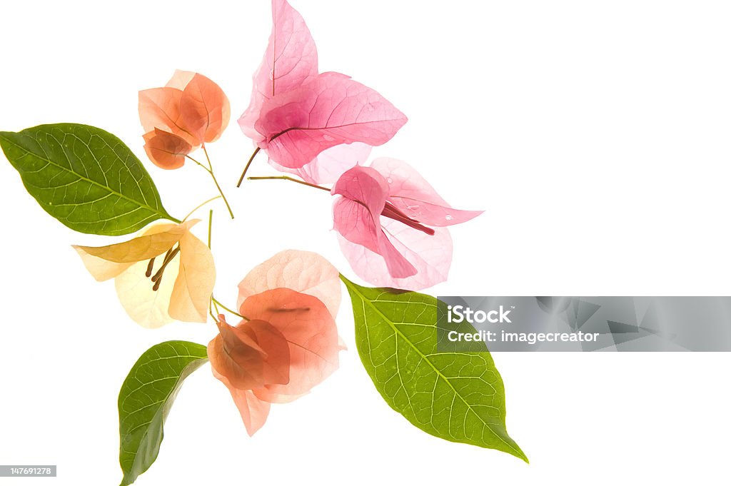 Bougainvillea-Blumen und Blätter - Lizenzfrei Beleuchtet Stock-Foto