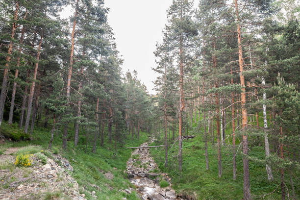 Picture of a typical pine forest in the Balkans, in a deep wood, in a typical balkans forest, in Divcibare, Serbia.