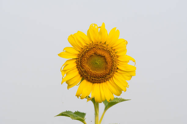 Close-up of bright blooming sunflowers