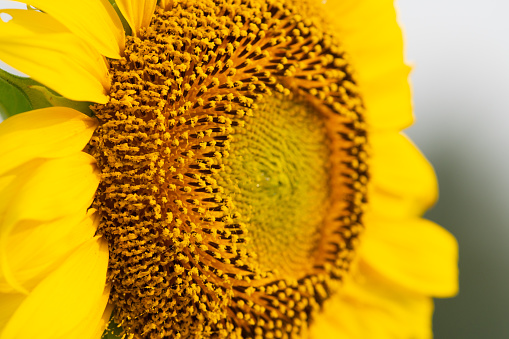 Close-up sunflowers