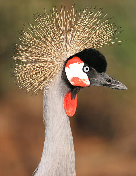 Crested Crane stock photo