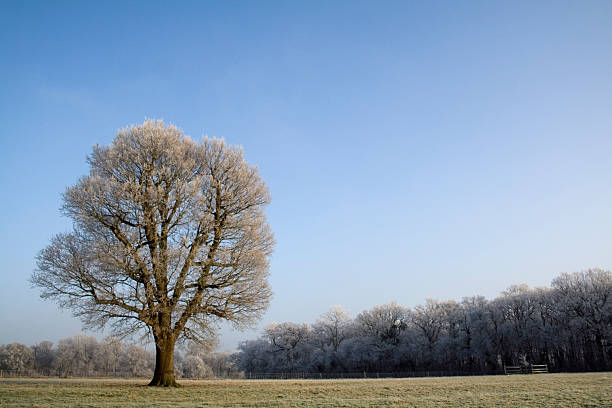 Samotny zimowe Oak – zdjęcie