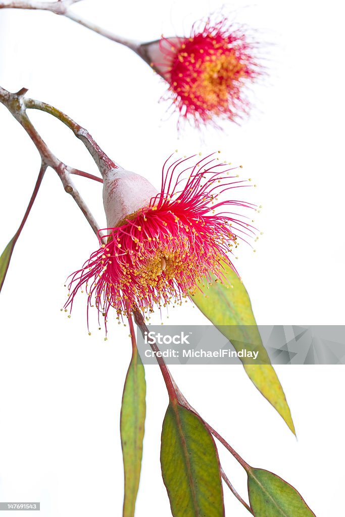 Eucalypt albero fiore - Foto stock royalty-free di Albero di eucalipto