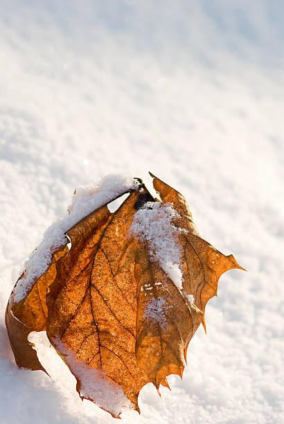 Red leaf and snow stock photo