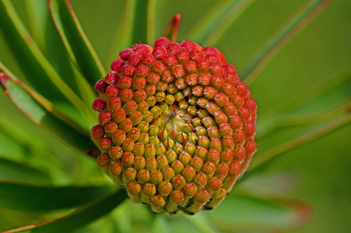 Plant texture with dry thorns.