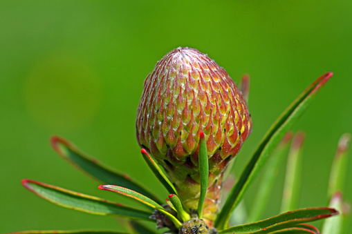 flower bud of a protea pincushion