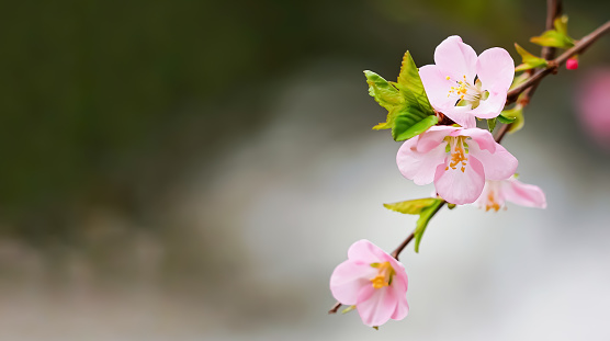 close-up. Several cherry blossoms blooming on the branches with a garden background