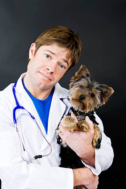 istock veterinarian and dog 147692761