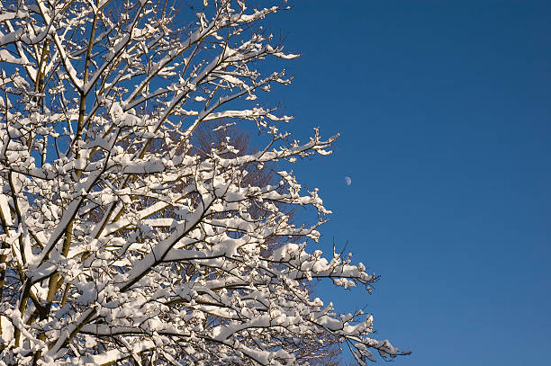 Tree with snow in front of a blue sky stock photo