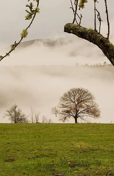 Chestnut-tree and fog in Ancares's Mountains
