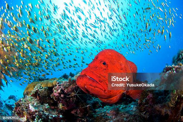 Roter Zackenbarsch Stockfoto und mehr Bilder von Fotografie - Fotografie, Herde, Horizontal