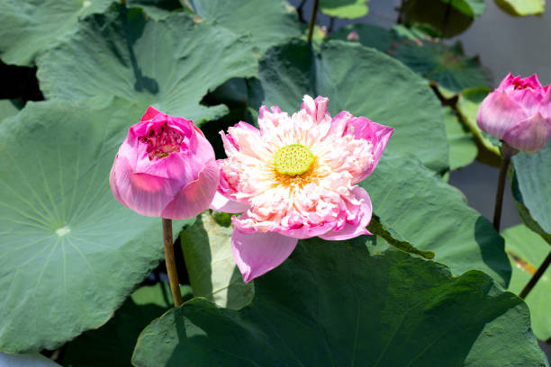 istock Pink lotus flower with green leaves 1476929449