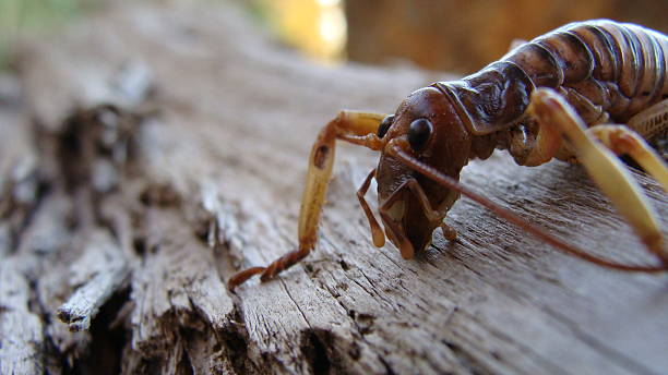 istock New Zealand Weta 147692970