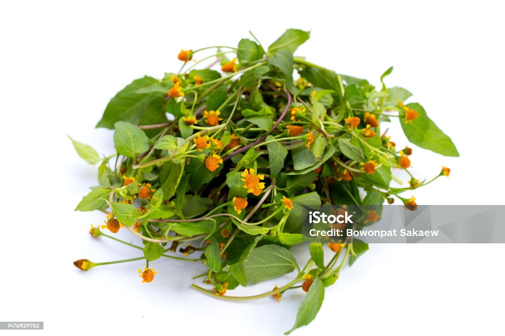 Yellow flower with green leaves of acmella oleracea or toothache plant on white background Alternative Medicine Stock Photo