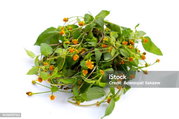 Yellow Flower With Green Leaves Of Acmella Oleracea Or Toothache Plant On White Background Stock Photo - Download Image Now