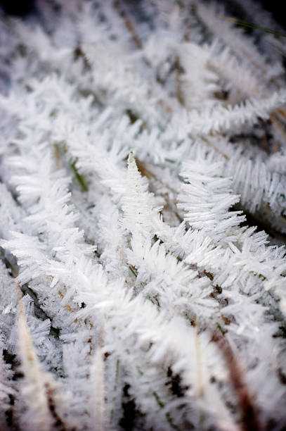 Frost stock photo