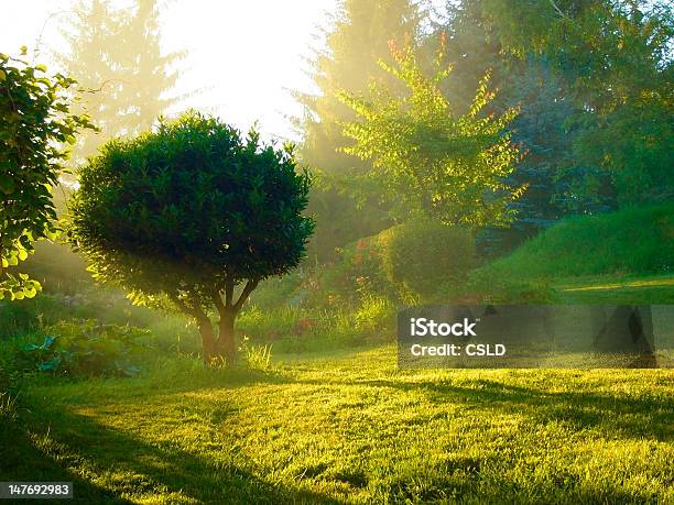 Mística Luz - Fotografias de stock e mais imagens de Alegria - Alegria, Amarelo, Anoitecer