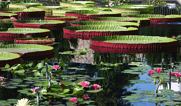 Lily Pads stock photo