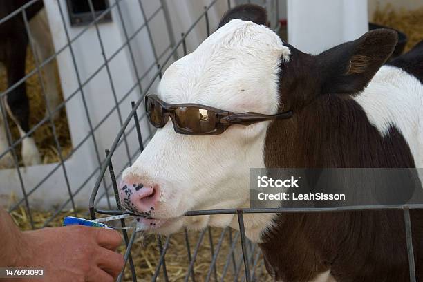 Photo libre de droit de Cool Moonbsp banque d'images et plus d'images libres de droit de Vache - Vache, Humour, Lunettes de soleil