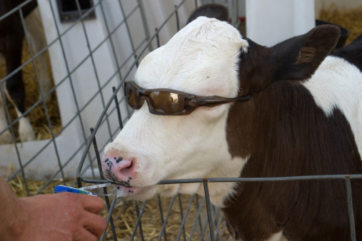 Cool calf drinking juice, wearing shades! Some motion blur