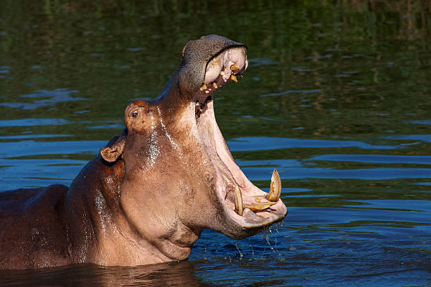 hippo sbadiglio - animal hippopotamus africa yawning foto e immagini stock