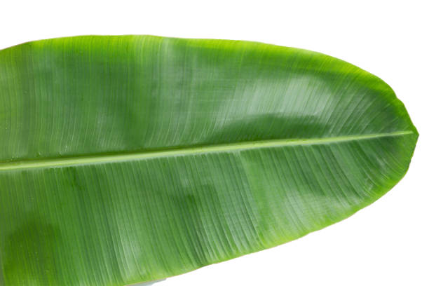 istock Fresh banana leaf on white background. 1476932288