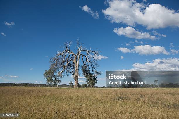 Foto de Natureza E Paisagem e mais fotos de stock de Austrália - Austrália, Campo, Cloudscape